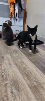Mabel -  Domestic Short Hair Cat for Adoption in West Mifflin, Pennsylvania - Mabel | PetCurious