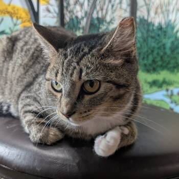 Rescue Domestic Short Hair Cats for Adoption in Long Beach, California - Echo | PetCurious