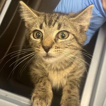 Penny -  Domestic Short Hair Cat for Adoption in Harrisonburg, Virginia - Penny | PetCurious