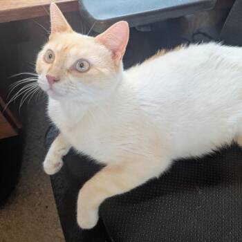Rusty -  Siamese Cat Available for Adoption in Titusville, Florida - Rusty | PetCurious