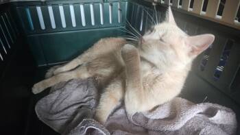 Domestic Short Hair Cats Available for Adoption in Raleigh, North Carolina - Lil