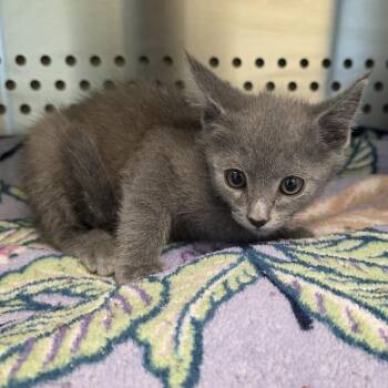 Sparkler -  Domestic Short Hair Cat for Adoption in Norman, Oklahoma - Sparkler | PetCurious