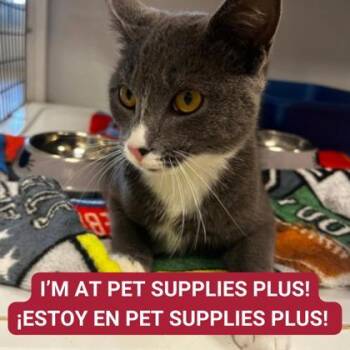 Rescue Domestic Short Hair Cats for Adoption in Carrollton, Texas - Ohtani | PetCurious