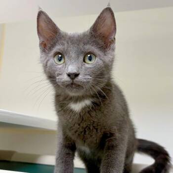 Gadget -  Domestic Short Hair Cat for Adoption in Woodinville, Washington - Gadget | PetCurious