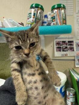 Domestic Short Hair Cats Available for Adoption in Riverside, California - MIMI | PetCurious