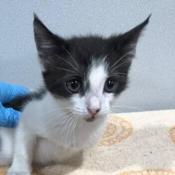 Domestic Short Hair Cats Available for Adoption - Mitzy (Kitty) | PetCurious