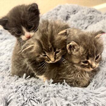 Oto -  Domestic Long Hair Cat for Adoption in Denver, Colorado - Oto | PetCurious