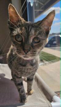 Bopeep -  Domestic Short Hair Cat for Adoption in Fremont, Ohio - Bopeep | PetCurious