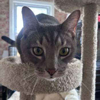 Kyle -  Domestic Short Hair Cat for Adoption in Huntington, New York - Kyle | PetCurious