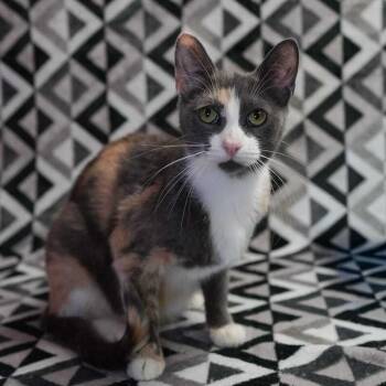 Domestic Short Hair Cats Available for Adoption in Wheaton, Illinois - Joyce | PetCurious