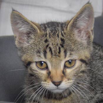 Blossom -  Tabby and Domestic Short Hair Cat for Adoption in Huntley, Illinois - Blossom | PetCurious