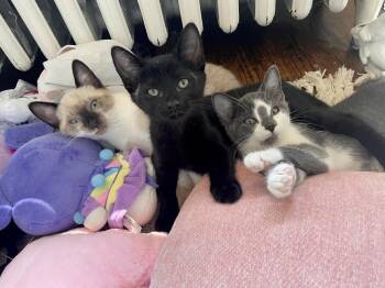 Cannellini -  Domestic Short Hair Cat for Adoption in Plymouth, Michigan - Cannellini | PetCurious