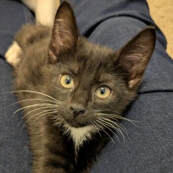 MC Escher -  Domestic Short Hair Cat for Adoption in Richmond, Virginia - MC Escher | PetCurious