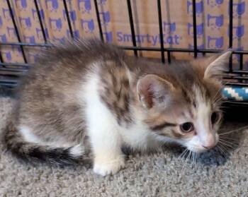 Domestic Short Hair Cats Available for Adoption in Seven Valleys, Pennsylvania - Purrcules | PetCurious