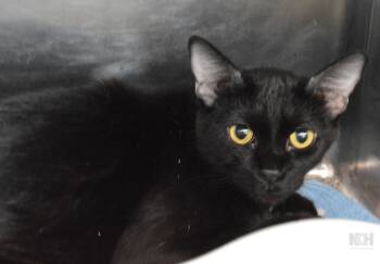 Domestic Short Hair Cats Available for Adoption - Yuan | PetCurious