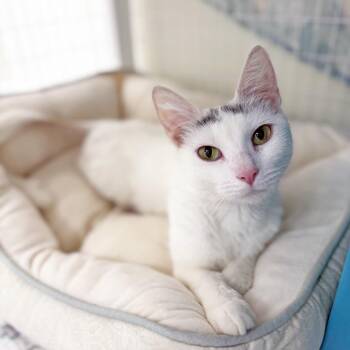 Isabella - a mix of cuddly and playful -  Domestic Short Hair Cat Available for Adoption in Oshkosh, Wisconsin - Isabella - A Mix Of Cuddly And Playful | PetCurious