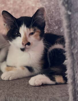 Rescue Domestic Short Hair Cats for Adoption in Walled Lake, Michigan - Spicey | PetCurious