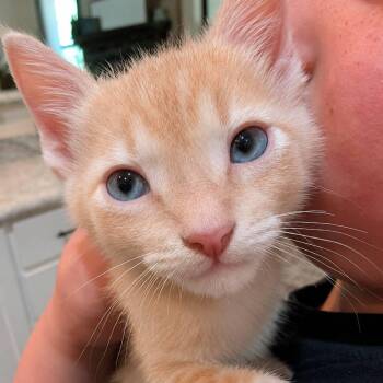Domestic Short Hair Cats Available for Adoption in Gun Barrel City, Texas - Jasper | PetCurious