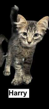 Harry -  Domestic Medium Hair Cat for Adoption in Zimmerman, Minnesota - Harry | PetCurious
