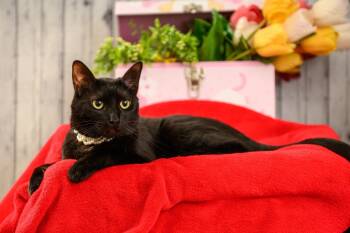 Rescue Domestic Short Hair Cats for Adoption in Roanoke, Texas - JoJo | PetCurious