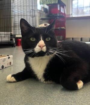 Domestic Short Hair Cats Available for Adoption in Cumberland, Maine - Kenobi | PetCurious