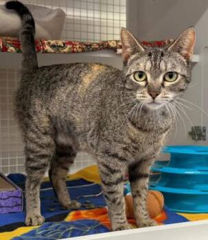 Domestic Short Hair Cats Available for Adoption in Kansas City, Missouri - Emily | PetCurious