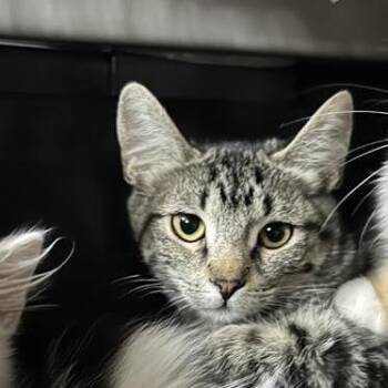 Snyder -  Domestic Short Hair Cat for Adoption in Salt Lake City, Utah - Snyder | PetCurious