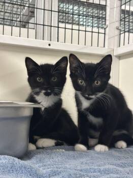 Domestic Short Hair Cats Available for Adoption - Zebra | PetCurious