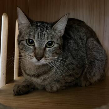 Domestic Short Hair Cats Available for Adoption - Ramona | PetCurious