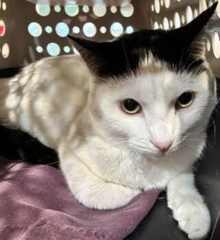 Skippity pats (skippy) -  Domestic Short Hair Cat for Adoption in Cincinnati, Ohio - Skippity Pats (skippy) | PetCurious