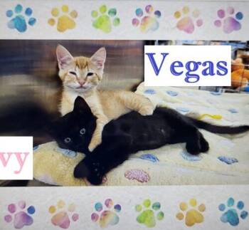 Vegas -  Tabby and Domestic Short Hair Cat for Adoption in Gilbert, Arizona - Vegas | PetCurious