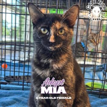 Mia -  Tortoiseshell Cat for Adoption in Wilmington, North Carolina - Mia | PetCurious