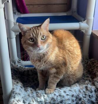 Gus -  Domestic Short Hair Cat for Adoption in Ann Arbor, Michigan - Gus | PetCurious