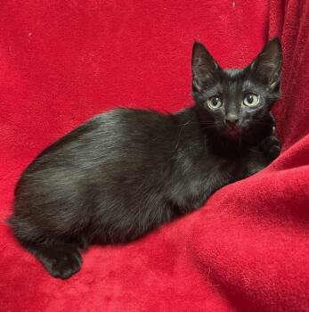 Pomni -  Domestic Short Hair Cat for Adoption in Jackson, Michigan - Pomni | PetCurious