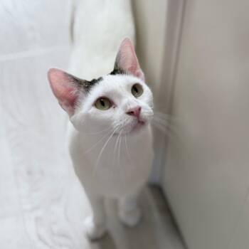 Rescue Domestic Short Hair Cats for Adoption in Los Angeles, California - Fall | PetCurious