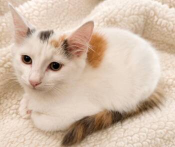Dolly -  Domestic Medium Hair Cat for Adoption in Toms River, New Jersey - Dolly | PetCurious