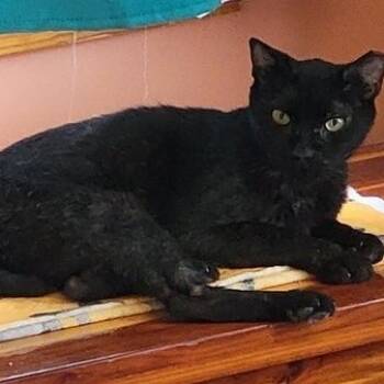 Rescue Domestic Short Hair Cats for Adoption in Reisterstown, Maryland - Big Boy (Guest) | PetCurious