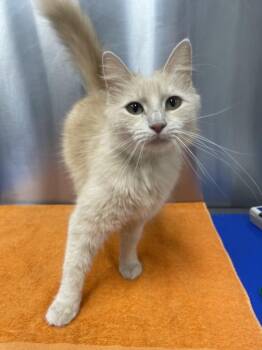 Domestic Medium Hair Cats Available for Adoption in Hagerstown, Maryland - SPRING | PetCurious