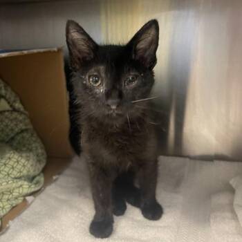 Vogue -  Domestic Short Hair Cat for Adoption in Baltimore, Maryland - Vogue | PetCurious