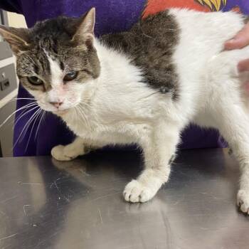 Mao Mao -  Domestic Short Hair Cat for Adoption in Monroe, Louisiana - Mao Mao | PetCurious