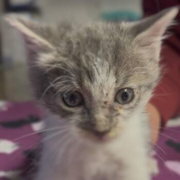 Sonny -  Domestic Short Hair Cat for Adoption in Midland, Texas - Sonny | PetCurious