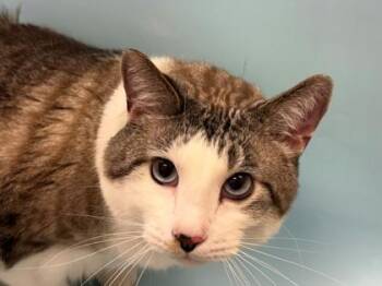 Charlie -  Domestic Medium Hair and Domestic Short Hair Cat for Adoption in Woodbury, Minnesota - Charlie | PetCurious