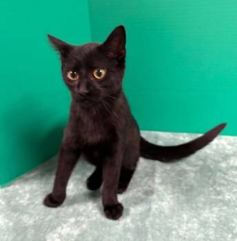 Rescue Domestic Short Hair Cats for Adoption in Hawk Point, Missouri - Inky | PetCurious