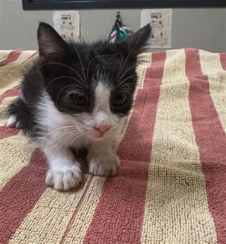 Rescue Domestic Short Hair Cats for Adoption in Modesto, California - A601424 | PetCurious