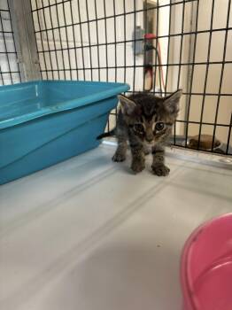 Rescue Domestic Short Hair Cats for Adoption in Clyde, Texas - Tiger Stripe Kitten | PetCurious