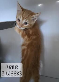 Orange kitten 2 -  Domestic Medium Hair Cat for Adoption in Holbrook, Arizona - Orange Kitten 2 | PetCurious