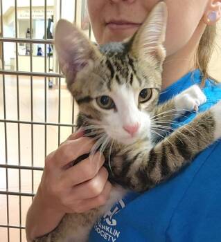 Bip -  Domestic Short Hair Cat for Adoption in Kennewick, Washington - Bip | PetCurious