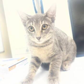 Clover -  Domestic Short Hair Cat for Adoption in Lake Panasoffkee, Florida - Clover | PetCurious