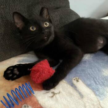 Rescue Domestic Short Hair Cats for Adoption in Grand Rapids, Michigan - Amara | PetCurious