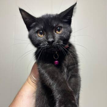 Starburst -  Domestic Short Hair Cat for Adoption in Dekalb, Illinois - Starburst | PetCurious